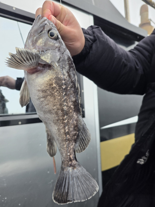군산 선상낚시, 바다낚시 출조 전문 ☆서군산낚시☆_사진_20260328_2.jpg