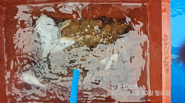 신신낚시 강구점 신신호_사진_20260330_11.jpg