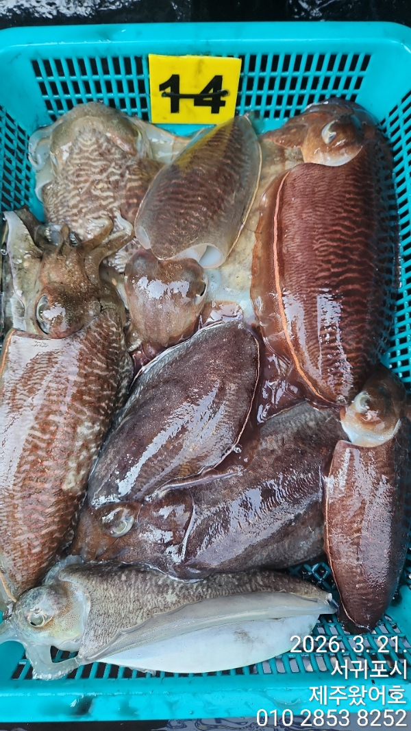 제주왔어호_사진_20260322_1.jpg