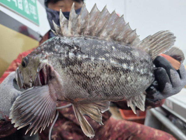 군산 선상낚시, 바다낚시 출조 전문 ☆서군산낚시☆_사진_20260328_3.jpg