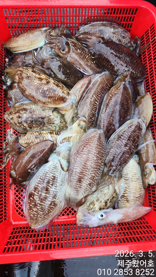제주왔어호_사진_20260306_3.jpg