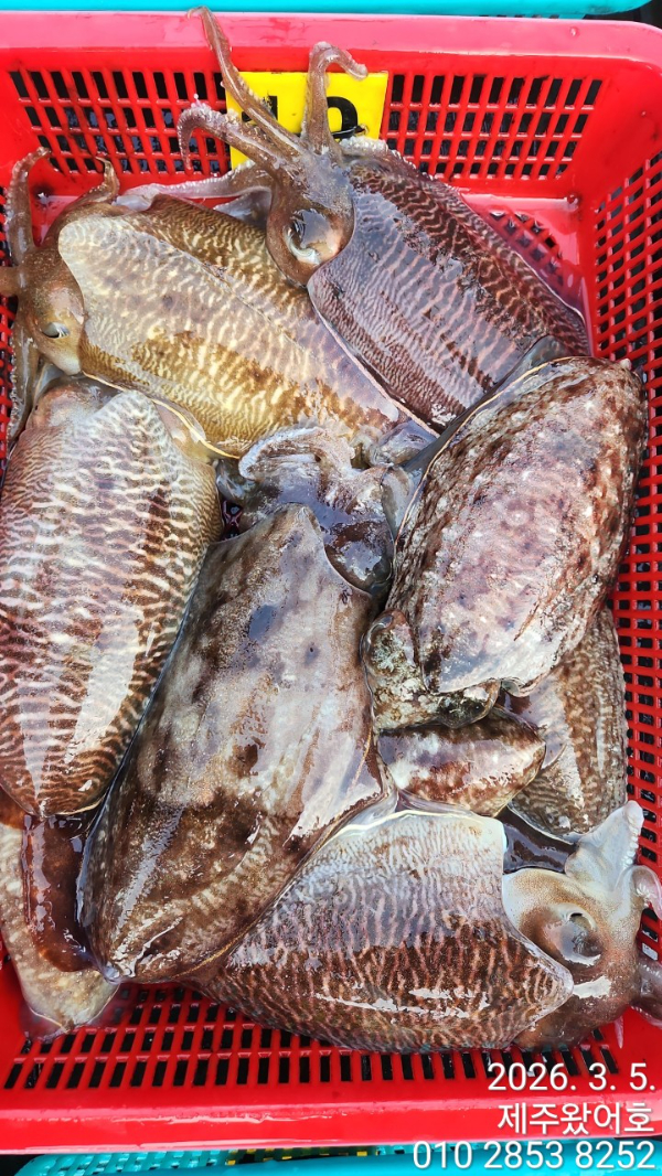제주왔어호_사진_20260306_7.jpg