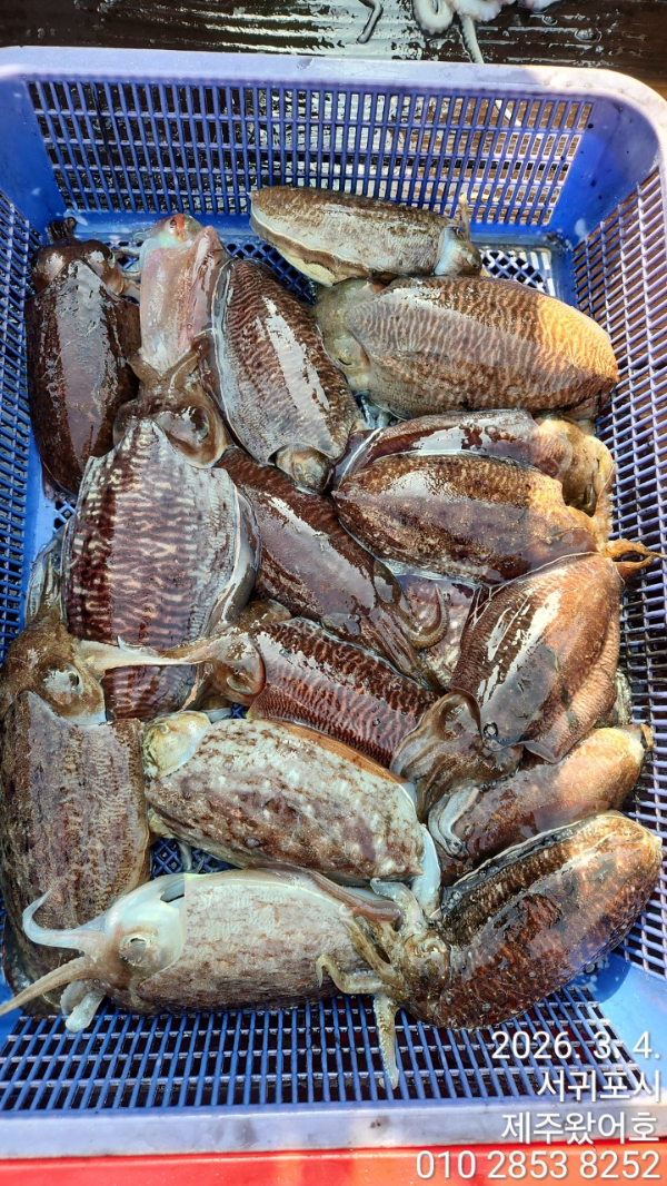 제주왔어호_사진_20260304_2.jpg