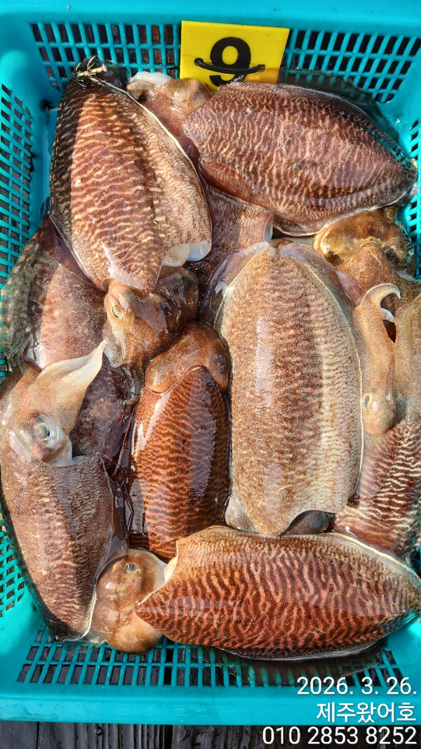 제주왔어호_사진_20260327_8.jpg