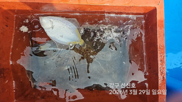 신신낚시 강구점 신신호_사진_20260329_20.jpg