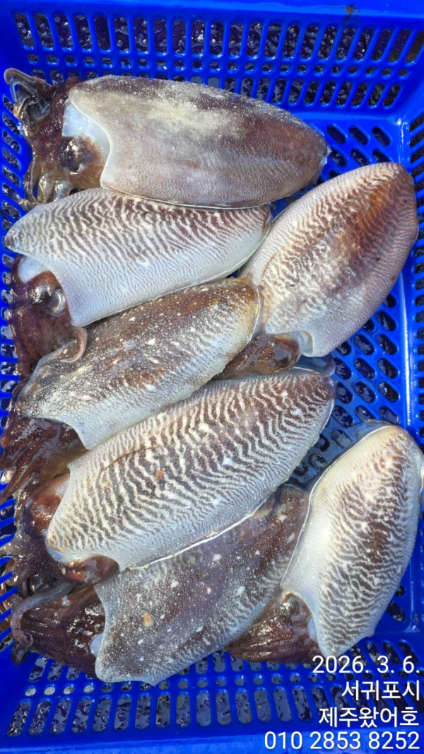 제주왔어호_사진_20260307_3.jpg