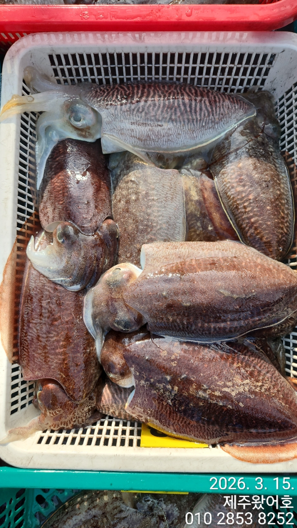 제주왔어호_사진_20260316_7.jpg