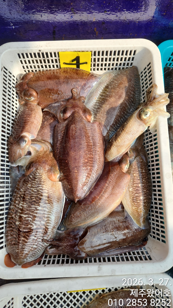 제주왔어호_사진_20260328_2.jpg