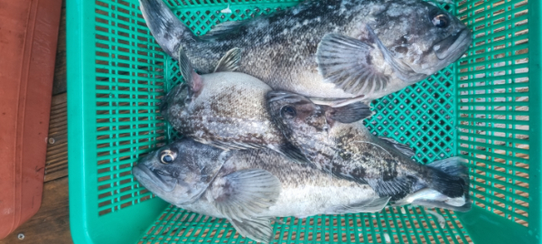 안산 포세이돈호_사진_20260314_14.jpg