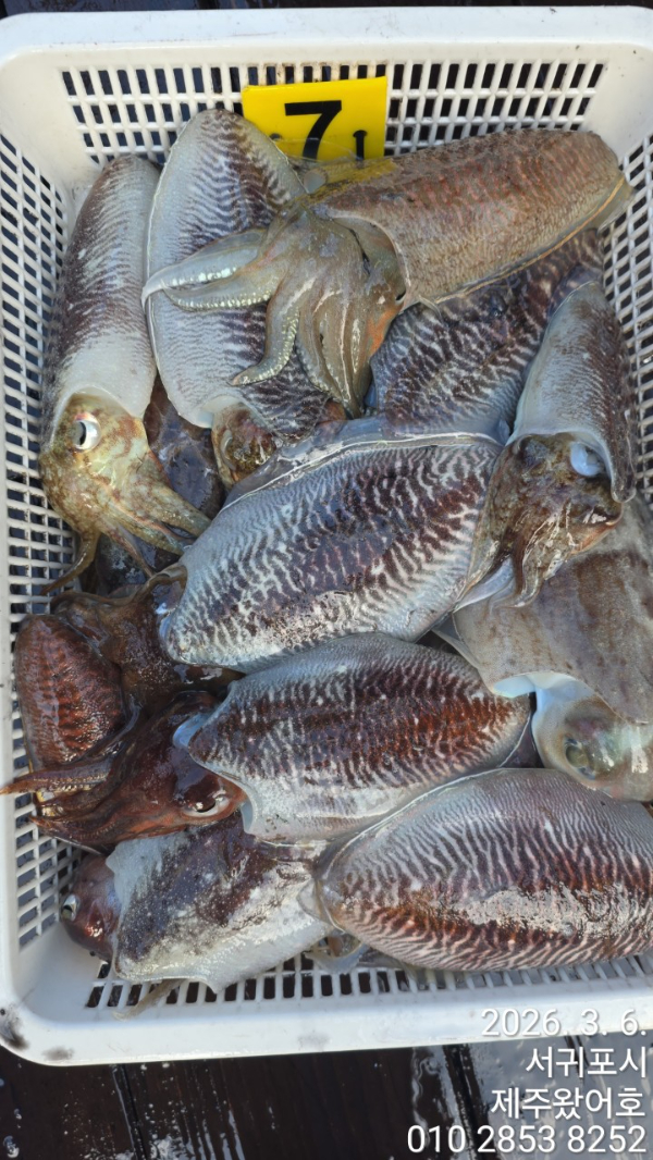 제주왔어호_사진_20260307_2.jpg