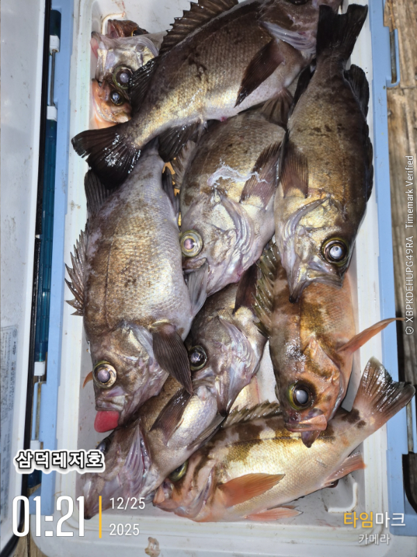 2025-12-25 01.21.45_.jpg