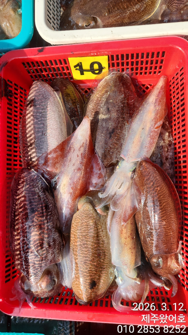 제주왔어호_사진_20260314_6.jpg