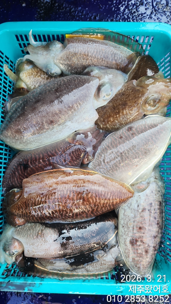 제주왔어호_사진_20260322_7.jpg