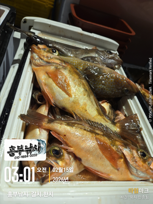 2026-02-15 03.01.52__(-흥부낚시  갈치.한치).jpg