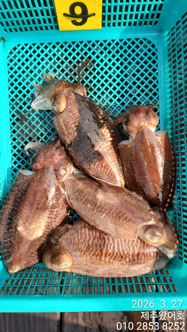 제주왔어호_사진_20260328_9.jpg
