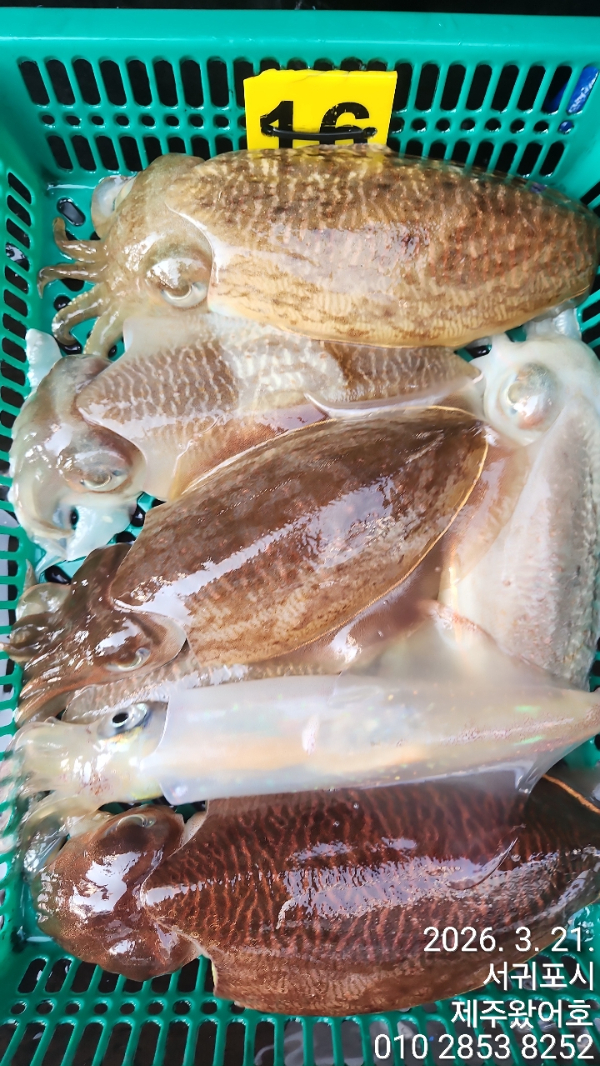 제주왔어호_사진_20260322_5.jpg