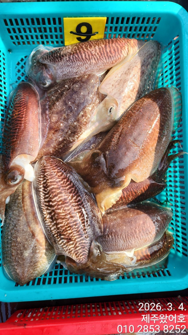 제주왔어호_사진_20260304_6.jpg