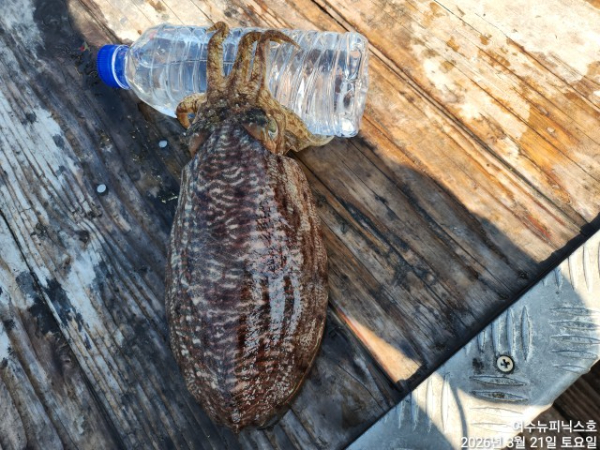 3월21일심해갑 (23).jpg