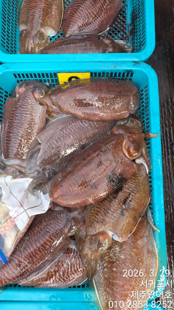 제주왔어호_사진_20260329_2.jpg