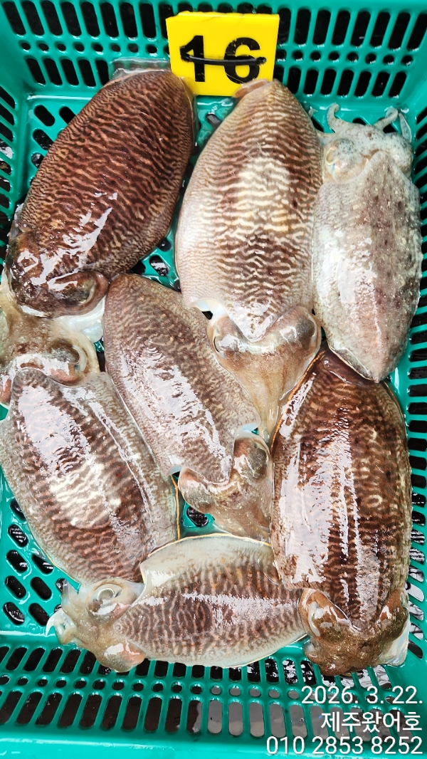 제주왔어호_사진_20260323_3.jpg