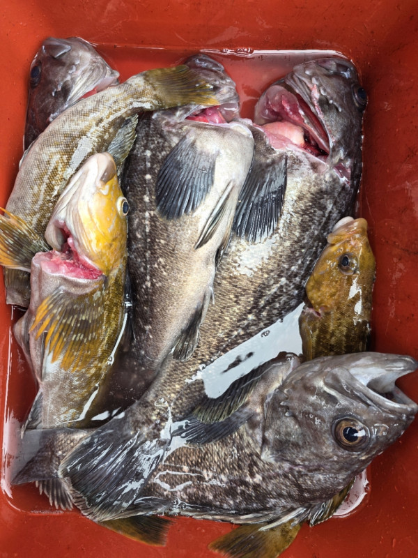 군산 선상낚시, 바다낚시 출조 전문 ☆서군산낚시☆_사진_20260328_14.jpg