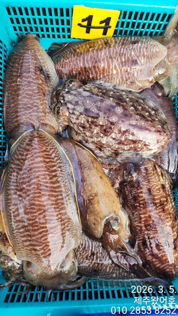 제주왔어호_사진_20260306_8.jpg