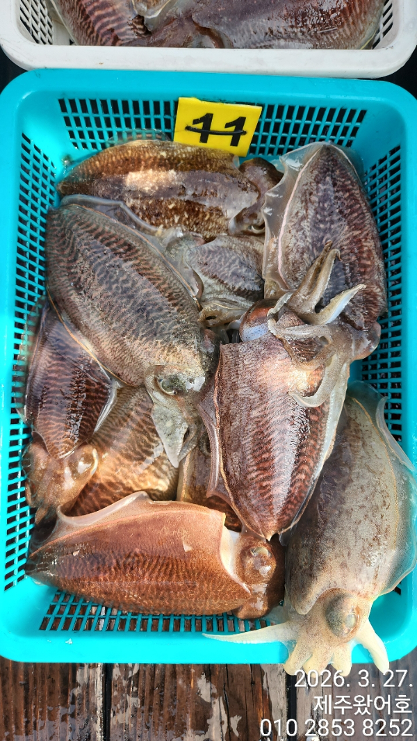 제주왔어호_사진_20260328_5.jpg