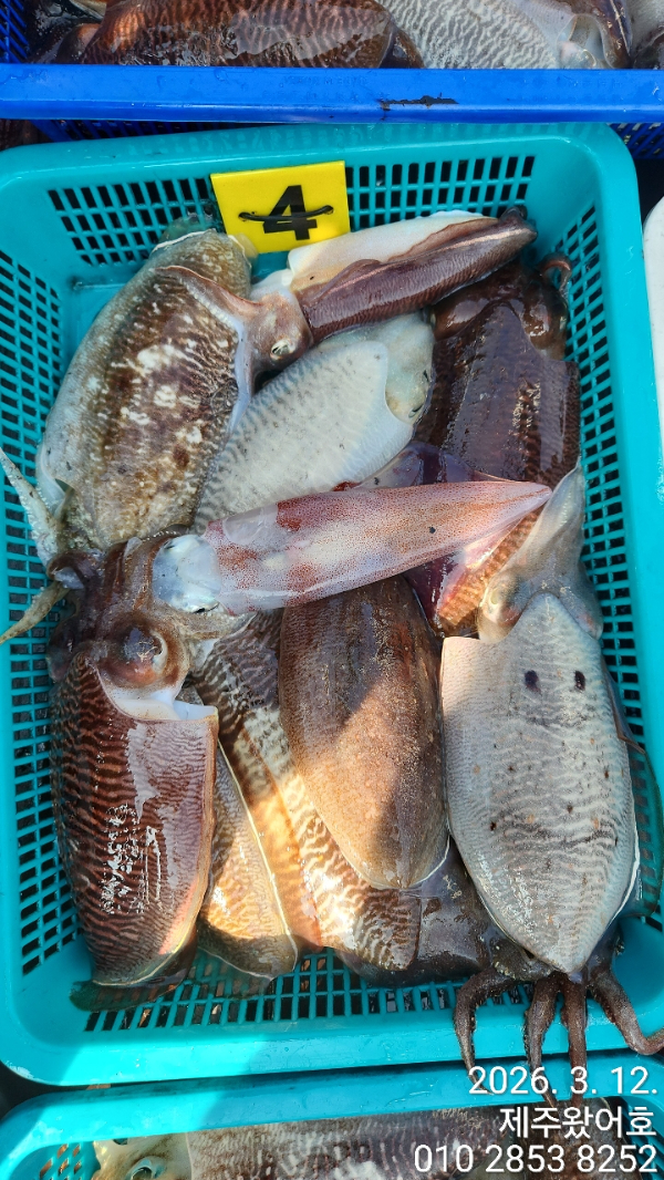 제주왔어호_사진_20260314_4.jpg
