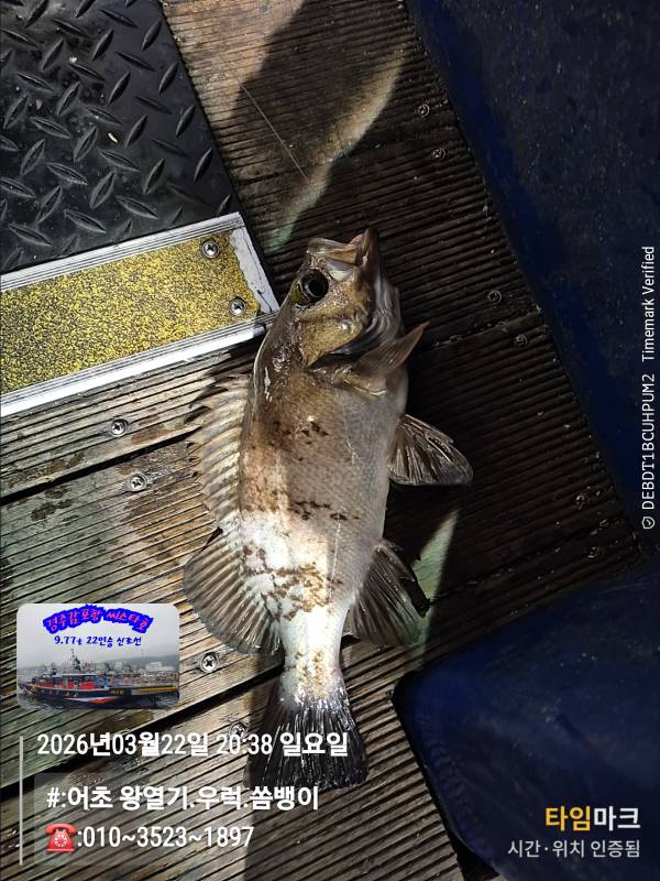 2026-03-22 20.38.52__(#-어초 왕열기.우럭.쏨뱅이)_(-010~3523~1897).jpg