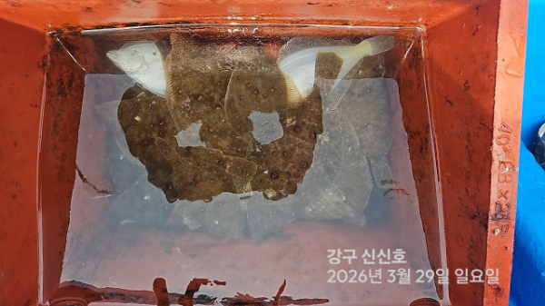 신신낚시 강구점 신신호_사진_20260329_11.jpg