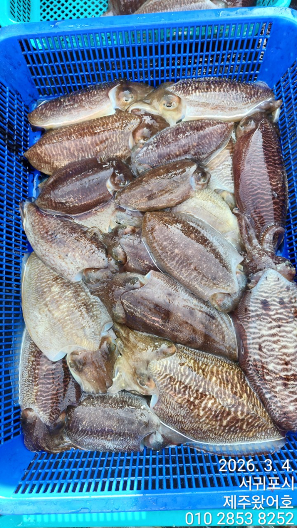 제주왔어호_사진_20260304_4.jpg
