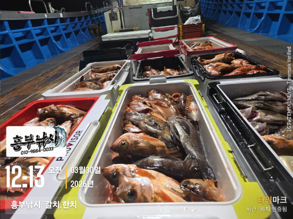 2026-03-30 12.13.54__(-흥부낚시  갈치.한치).jpg