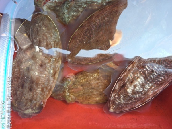 3월11일심해갑 (1).jpg