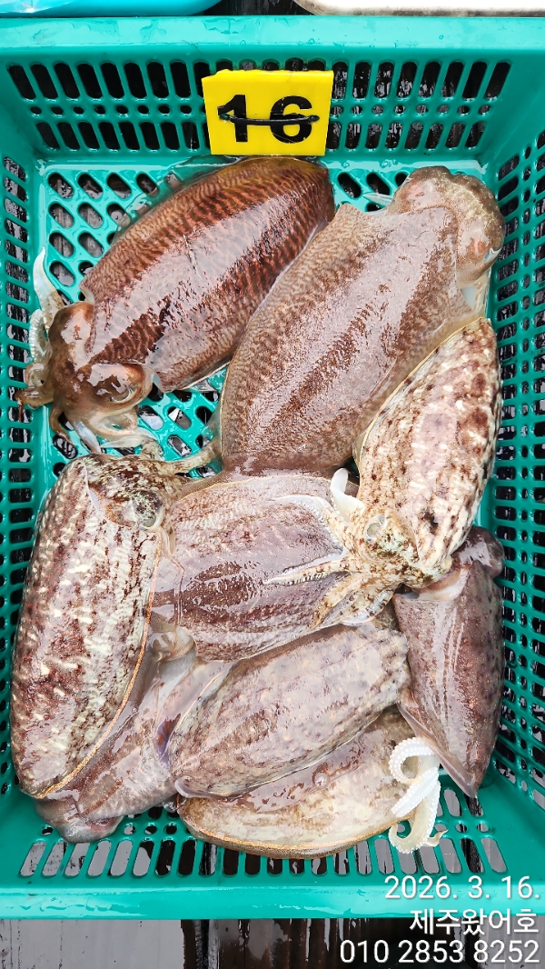 제주왔어호_사진_20260317_4.jpg