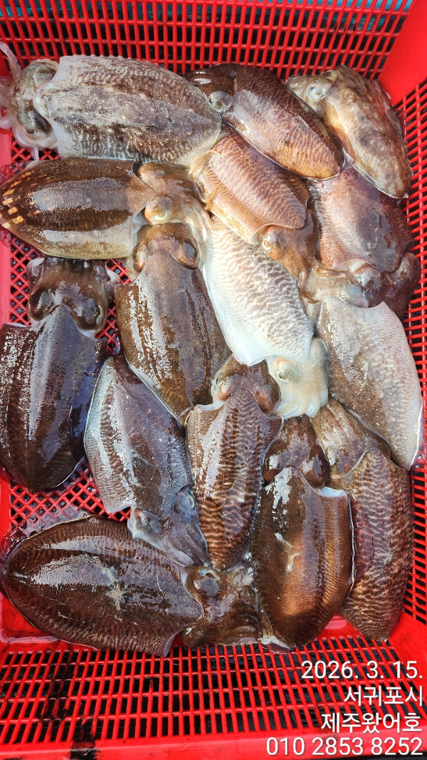 제주왔어호_사진_20260316_5.jpg