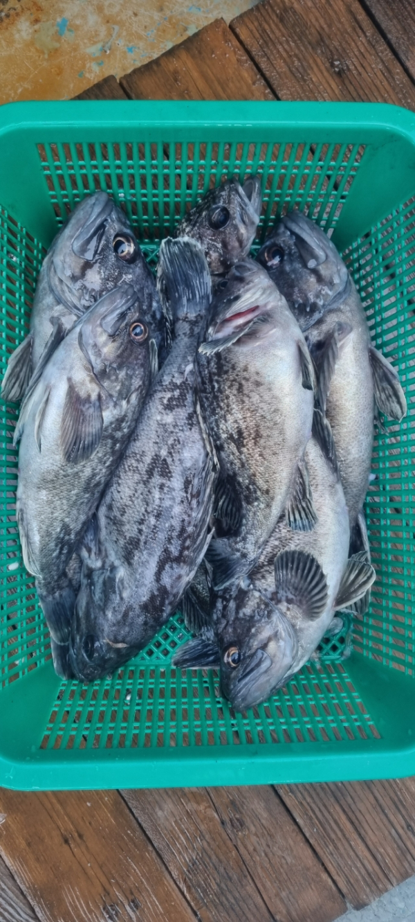 안산 포세이돈호_사진_20260314_15.jpg