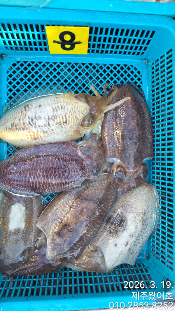 제주왔어호_사진_20260320_7.jpg