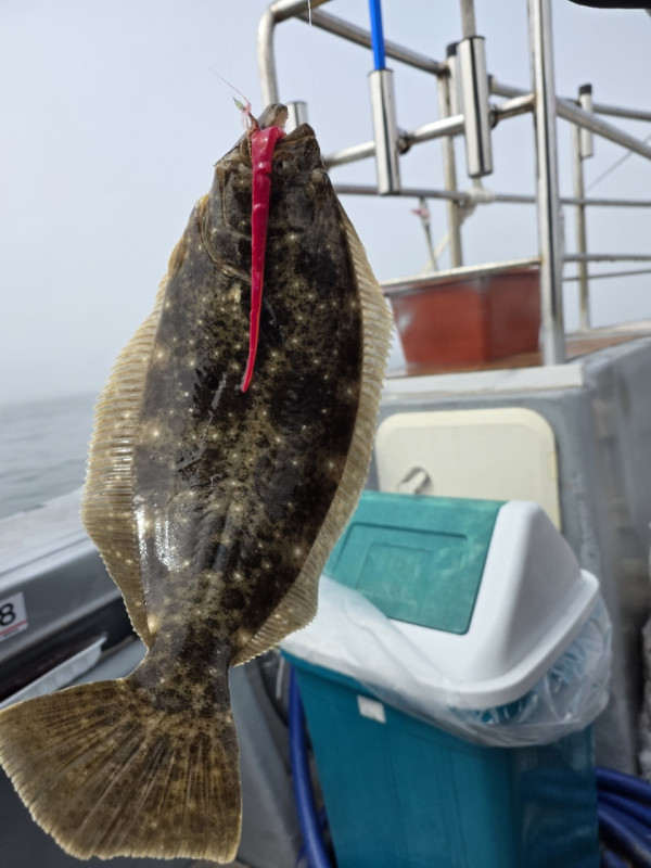 군산 선상낚시, 바다낚시 출조 전문 ☆서군산낚시☆_사진_20260328_8.jpg