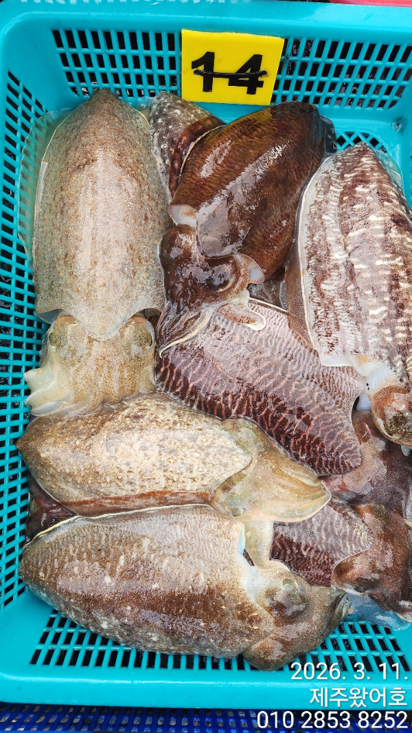 제주왔어호_사진_20260312_11.jpg