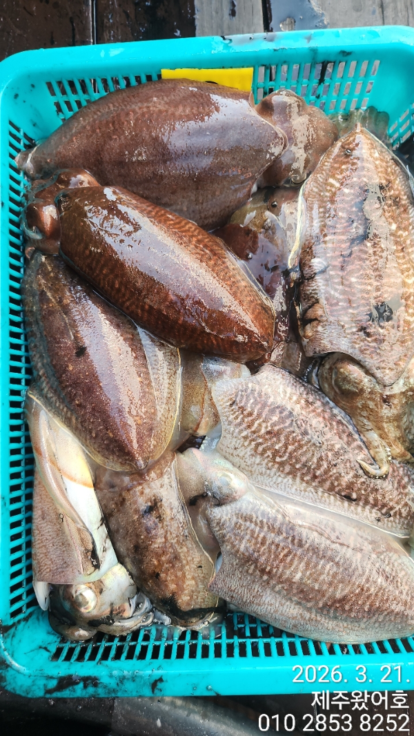 제주왔어호_사진_20260322_9.jpg