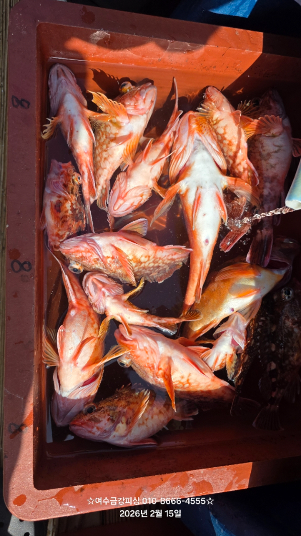 여수금강피싱_사진_20260309_3.jpg