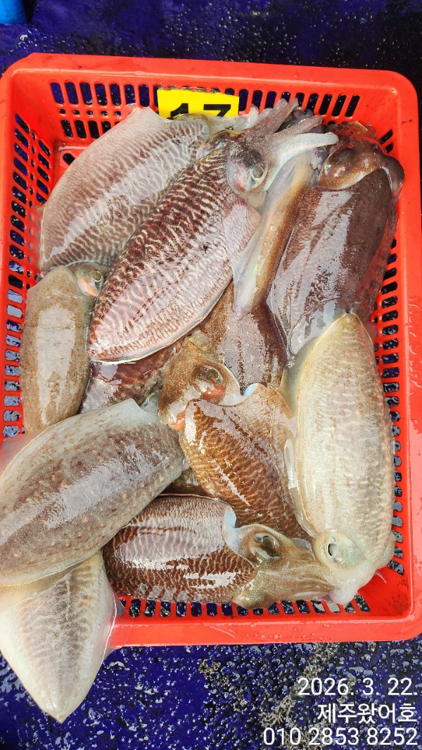 제주왔어호_사진_20260323_2.jpg