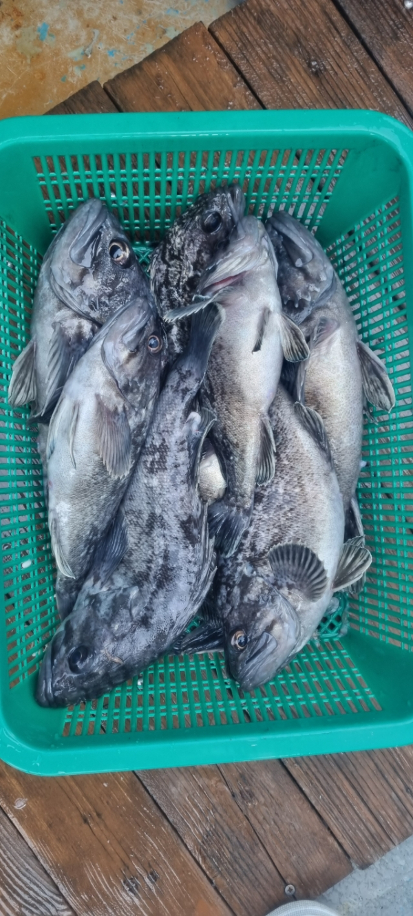 안산 포세이돈호_사진_20260314_16.jpg