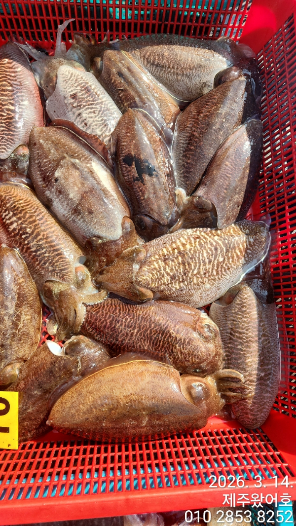 제주왔어호_사진_20260315_10.jpg