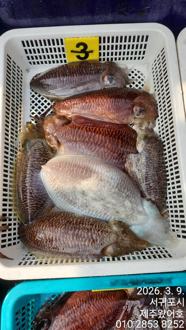 제주왔어호_사진_20260310_5.jpg