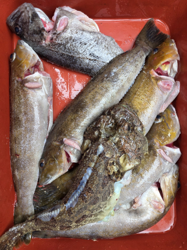 군산 선상낚시, 바다낚시 출조 전문 ☆서군산낚시☆_사진_20260328_12.jpg