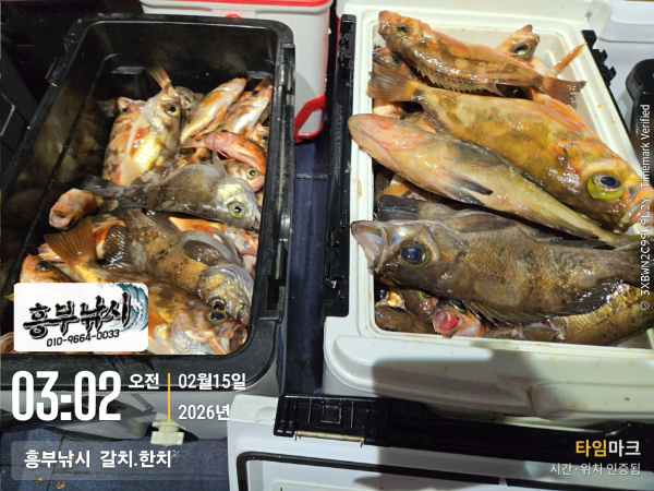 2026-02-15 03.02.09__(-흥부낚시  갈치.한치).jpg