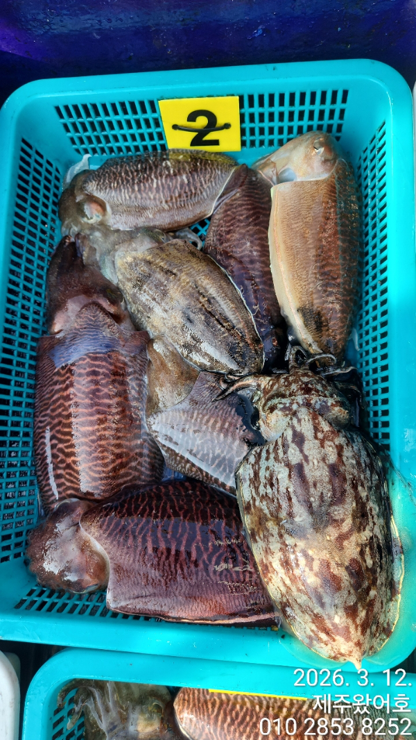 제주왔어호_사진_20260314_7.jpg