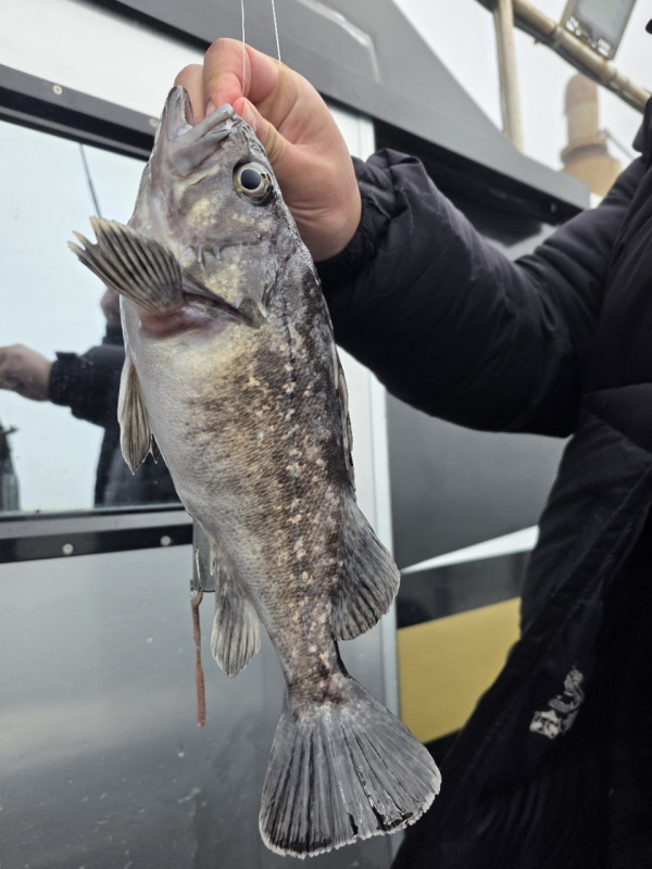 군산 선상낚시, 바다낚시 출조 전문 ☆서군산낚시☆_사진_20260328_4.jpg