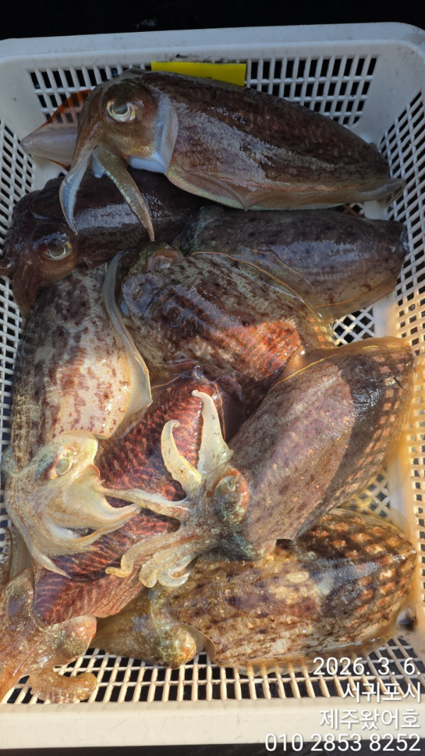 제주왔어호_사진_20260307_5.jpg